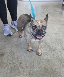 Shelter Stray Female Dog last seen Near Gangway, North District, TX, 355 Hillshire Dr, Haslet, TX 76052, USA