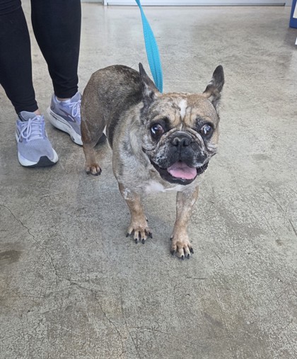 Shelter Stray Female Dog last seen Near Gangway, North District, TX, 355 Hillshire Dr, Haslet, TX 76052, USA