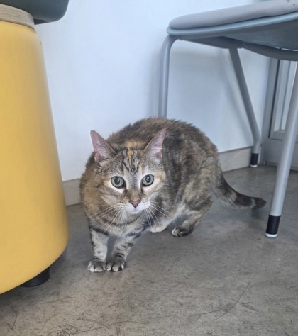 Shelter Stray Female Cat last seen , , TX, 355 Hillshire Dr, Haslet, TX 76052, USA