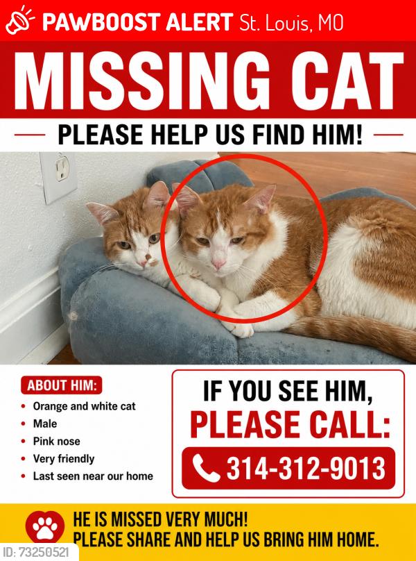 Lost Male Cat last seen Near Fonda Dr, St. Louis, MO 63137