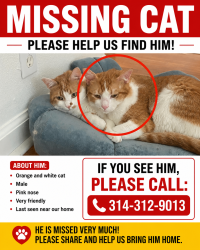 Lost Male Cat last seen Near Fonda Dr, St. Louis, MO 63137