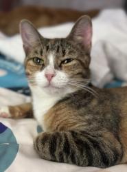 Lost Female Cat last seen Windsor Drive (Bristol Woods subdivision), Rockdale County, GA 30281