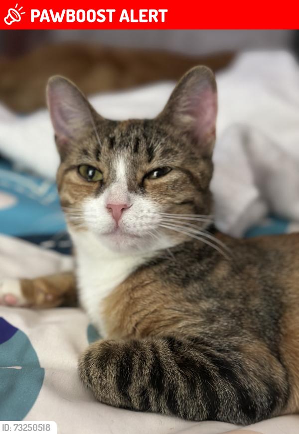 Lost Female Cat last seen Windsor Drive (Bristol Woods subdivision), Rockdale County, GA 30281