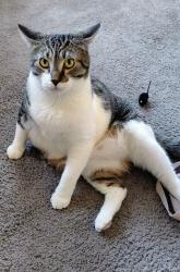 Reunited Male Cat last seen Route 19 Hamlin Terrace Drive, Hamlin, NY 14464