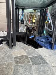 Found/Stray Male Cat last seen N/A, Harris County, TX 77449