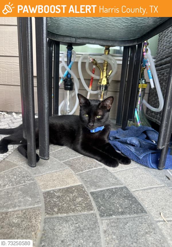 Found/Stray Male Cat last seen N/A, Harris County, TX 77449
