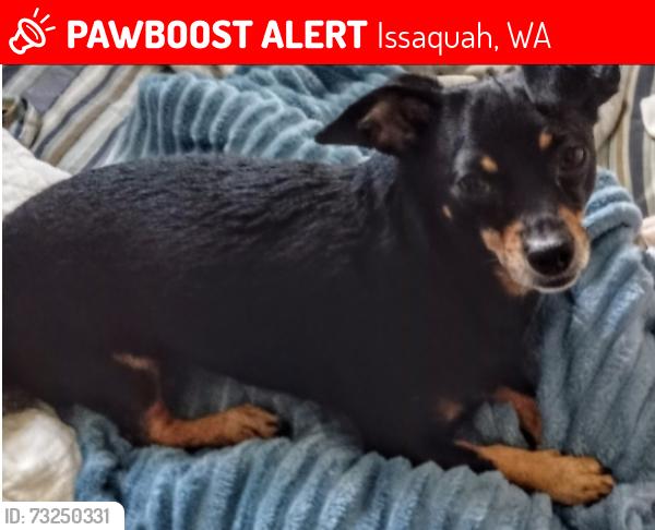 Lost Male Dog last seen Wildwood and Mine Hill Rd sw, Issaquah, WA 98027