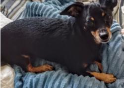 Lost Male Dog last seen Wildwood and Mine Hill Rd sw, Issaquah, WA 98027