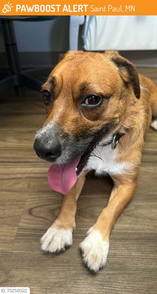 Found/Stray Male Dog last seen Vandalia and Capp, Saint Paul, MN 55114