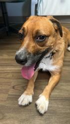 Found/Stray Male Dog last seen Vandalia and Capp, Saint Paul, MN 55114