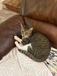 Lost Male Cat last seen Westmors drive, Statesville, NC 28677