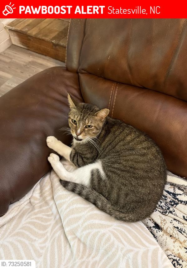 Lost Male Cat last seen Westmors drive, Statesville, NC 28677