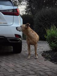 Found/Stray Male Dog last seen Near McKinney Park, Woodruff, SC 29388