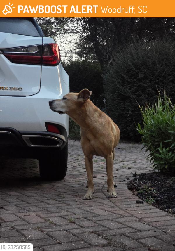 Found/Stray Male Dog last seen Near McKinney Park, Woodruff, SC 29388
