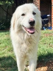 Reunited Female Dog last seen Shallowford Road, Chattanooga, TN 37401