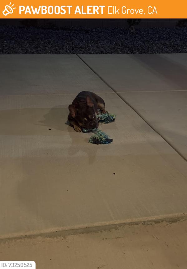 Found/Stray Male Dog last seen Elk Grove, CA, Elk Grove, CA 95624