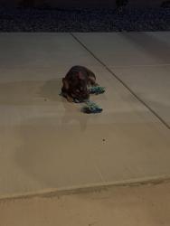 Found/Stray Male Dog last seen Elk Grove, CA, Elk Grove, CA 95624