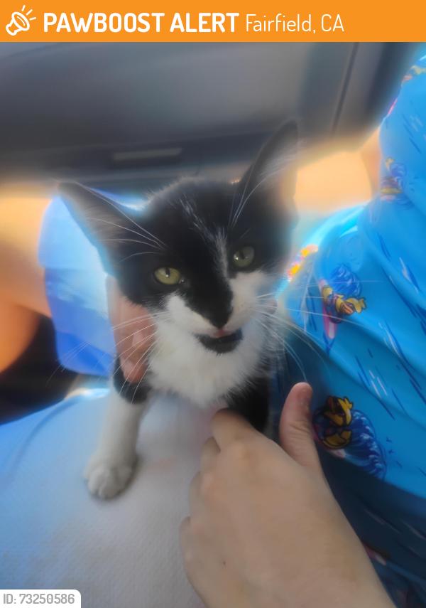 Found/Stray Unknown Cat last seen Fairfield, Fairfield, CA 94533