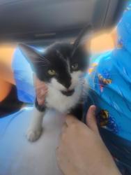 Found/Stray Unknown Cat last seen Fairfield, Fairfield, CA 94533