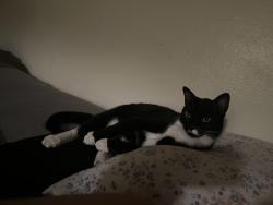 Lost Male Cat last seen Has been seen around Lompoc next to Laurel Bay apmts, Lompoc, CA 93436