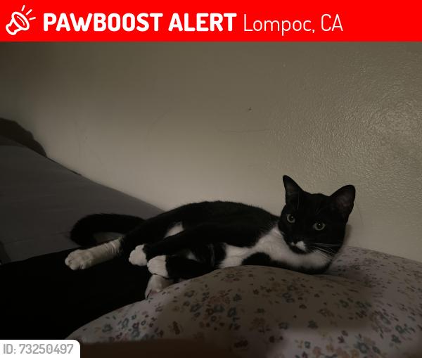 Lost Male Cat last seen Has been seen around Lompoc next to Laurel Bay apmts, Lompoc, CA 93436