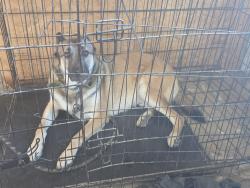 Reunited Male Dog last seen Lott, Los Angeles, CA 90063
