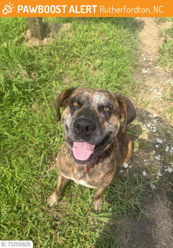 Found/Stray Male Dog last seen Across bridge, near river., Rutherfordton, NC 28139
