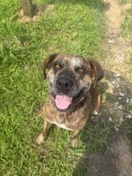 Found/Stray Male Dog last seen Across bridge, near river., Rutherfordton, NC 28139