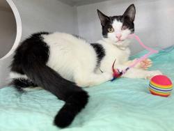 Shelter Stray Female Cat last seen found on 1st floor hallway of 217 W 62nd Street, NEW YORK, NY, 10023, 326 E 110th St, New York, NY 10029, USA