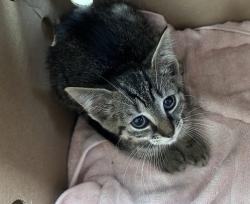 Shelter Stray Male Cat last seen n, NEW YORK, NY, 10029, 326 E 110th St, New York, NY 10029, USA