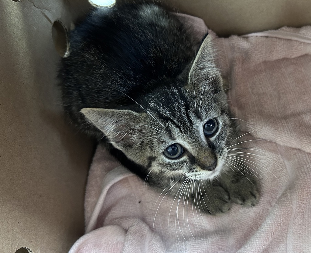Shelter Stray Male Cat last seen n, NEW YORK, NY, 10029, 326 E 110th St, New York, NY 10029, USA
