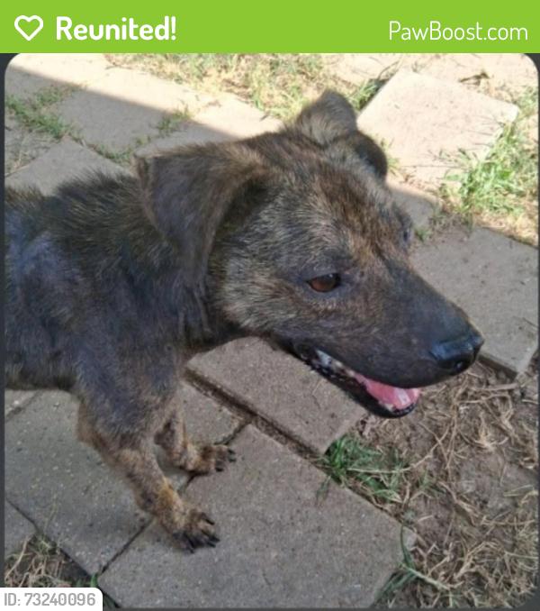 Reunited Male Dog last seen Egypt Dr. Pasadena, TX, Pasadena, TX 77505