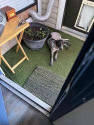 Found/Stray Female Dog last seen Forked bough dr, Houston, TX 77042