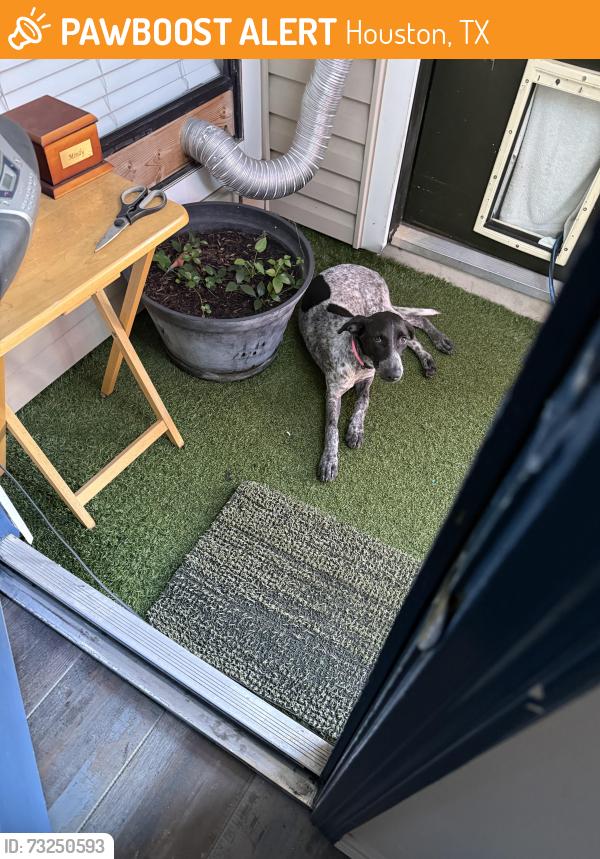 Found/Stray Female Dog last seen Forked bough dr, Houston, TX 77042
