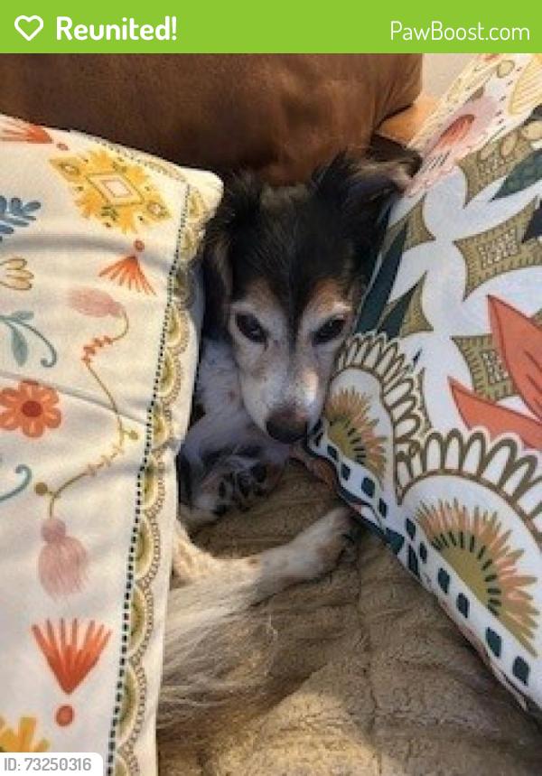 Reunited Male Dog last seen 34th and Wyandot, Denver, CO 80211