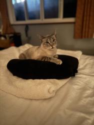 Reunited Male Cat last seen Near vista, ca library, Vista, CA 92084