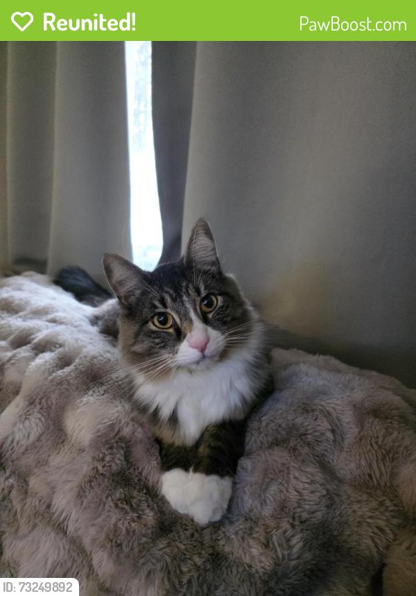 Reunited Male Cat last seen Dalke, Spokane, WA 99205