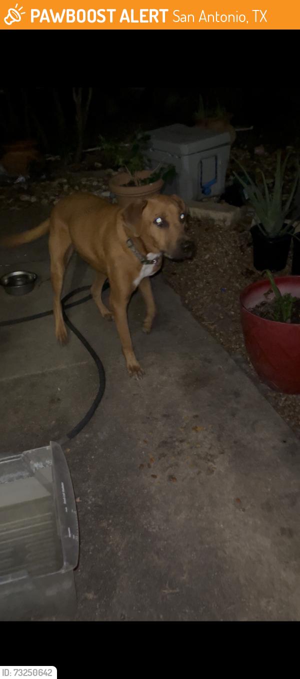 Found/Stray Male Dog last seen Bluefield and windlake, San Antonio, TX 78230