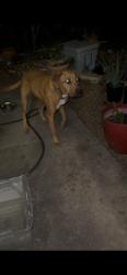 Found/Stray Male Dog last seen Bluefield and windlake, San Antonio, TX 78230