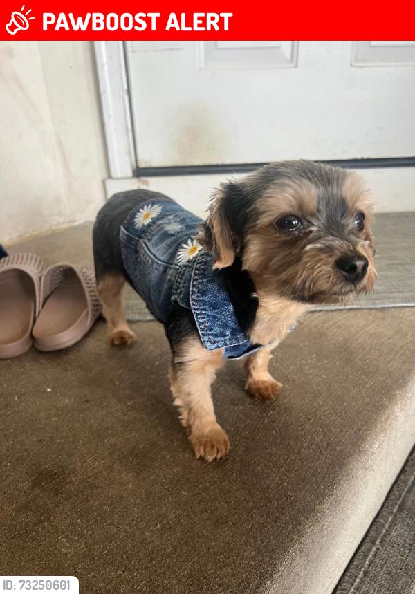 Lost Female Dog last seen Quail Ct & Hedge Row, Winfield Township, IL 60502