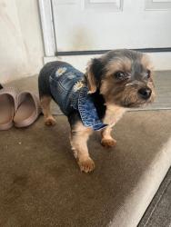 Lost Female Dog last seen Quail Ct & Hedge Row, Winfield Township, IL 60502