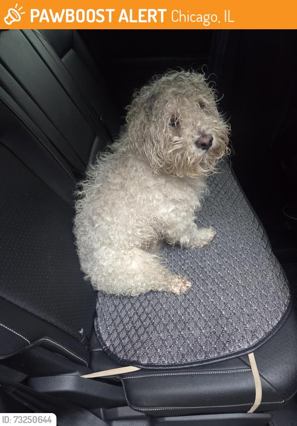 Found/Stray Male Dog last seen Homan and Monroe, Chicago, IL 60624