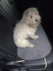 Found/Stray Male Dog last seen Homan and Monroe, Chicago, IL 60624