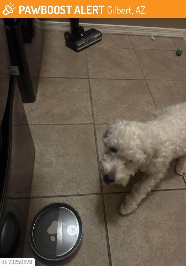 Found/Stray Unknown Dog last seen Near E Edna dr Gilbert, Gilbert, AZ 85296