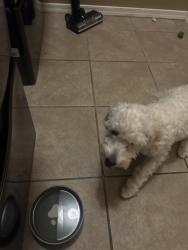 Found/Stray Unknown Dog last seen Near E Edna dr Gilbert, Gilbert, AZ 85296