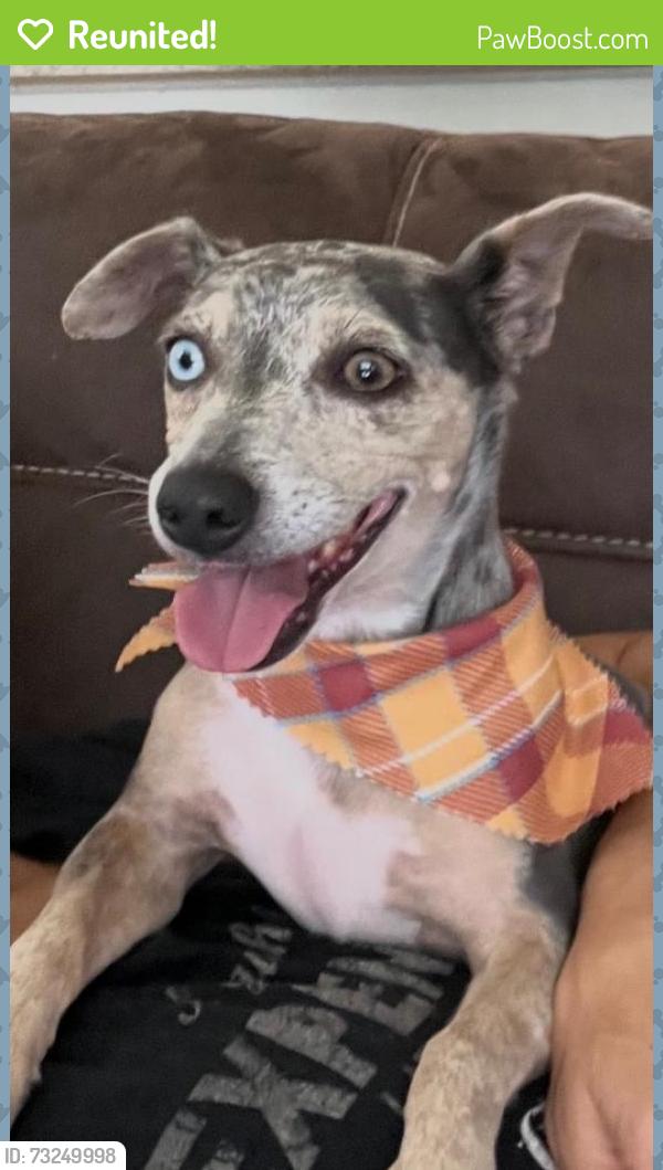 Reunited Female Dog last seen Downey and Davidson Drive, Nashville, TN 37205