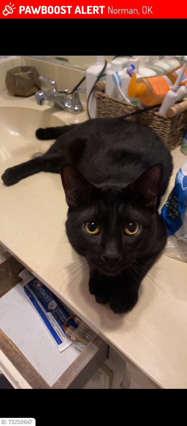 Lost Male Cat last seen Truman Elementary, Norman, OK 73072