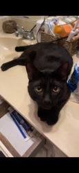 Lost Male Cat last seen Truman Elementary, Norman, OK 73072