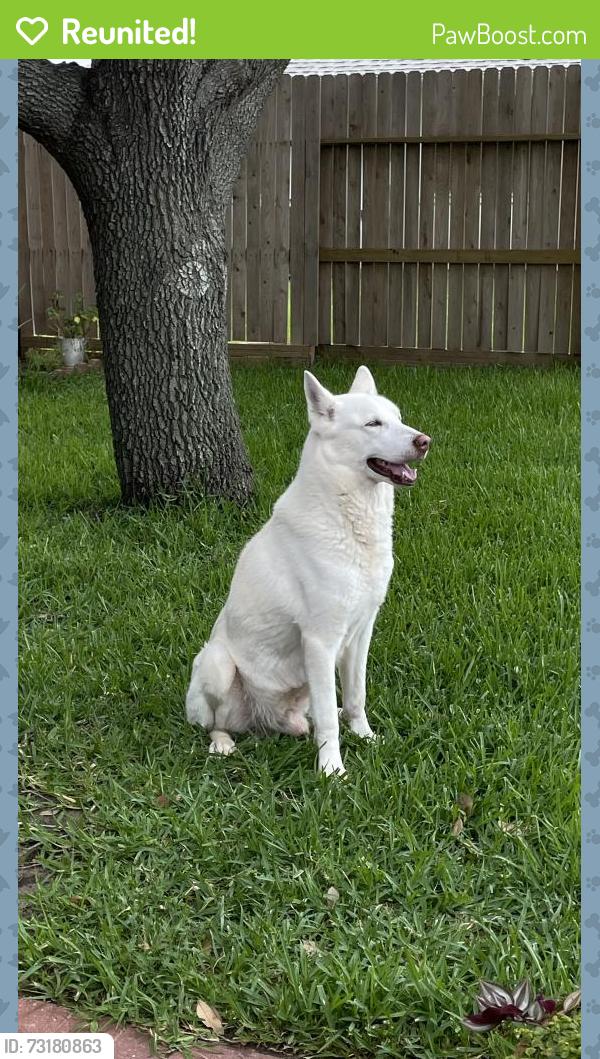 Reunited Male Dog last seen Near crested green drive, Houston, TX 77082