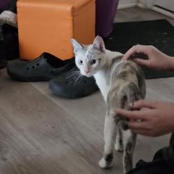 Found/Stray Female Cat last seen Waddell and dysart, El Mirage, AZ 85335